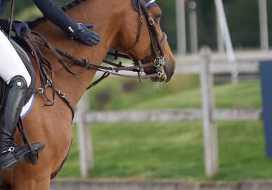 EEF Hosts Member Federation and Stakeholders Secretary Generals and FEI for Key 2026 Rules Revision Discussions