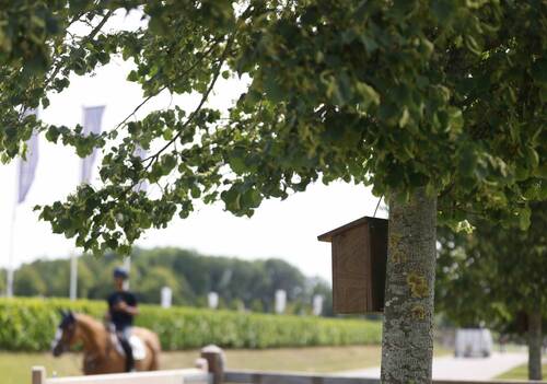 Driving Sustainable Progress in Equestrian Sports: The EEF's Vision for the Future