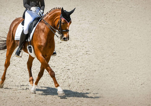 EEF Academy for National Dressage Judges Returns for Its Second Edition