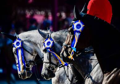 Avenches Welcomes Europe’s Finest for Longines EEF Final Showdown