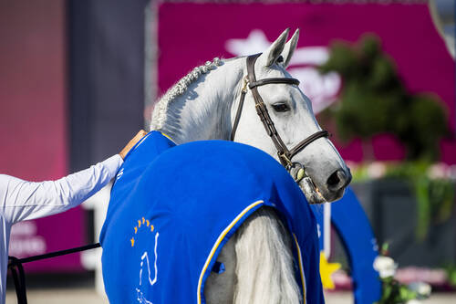 Chuck Marienshof Z - horse of the year at the Longines EEF Jumping Nations Cup Final - Warsaw Jumping equestrian event, Warsaw, Poland, 4th of September to 8th of September, 2024. PC Lukasz Kowalski