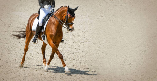 EEF Academy for National Dressage Judges Returns for Its Second Edition